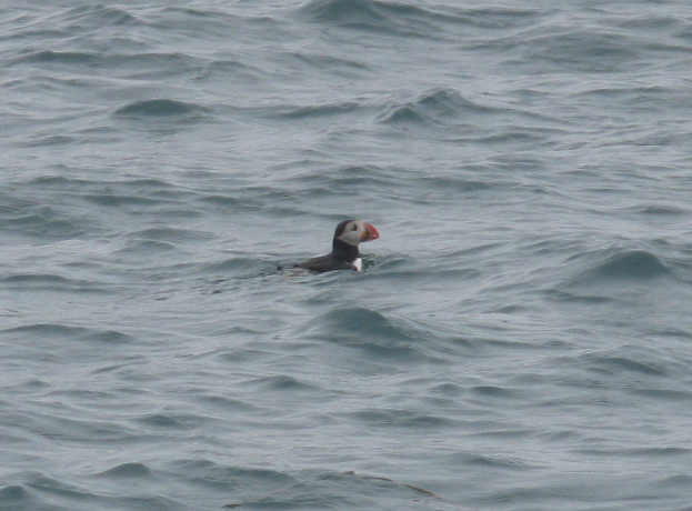 Ein Vogel schwimmt im Wasser.