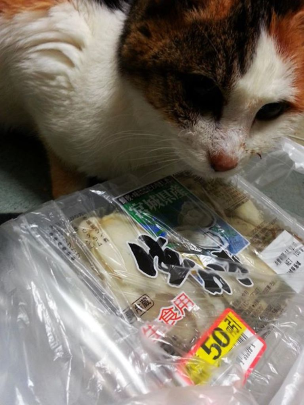Eine Katze sitzt vor einer Schüssel mit Futter.
