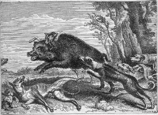 Schwarz-weiß-Radierung eines Wildschweins, das Hunde in einem bewaldeten Gebiet angreift, mit Bäumen im Hintergrund und Text unten.