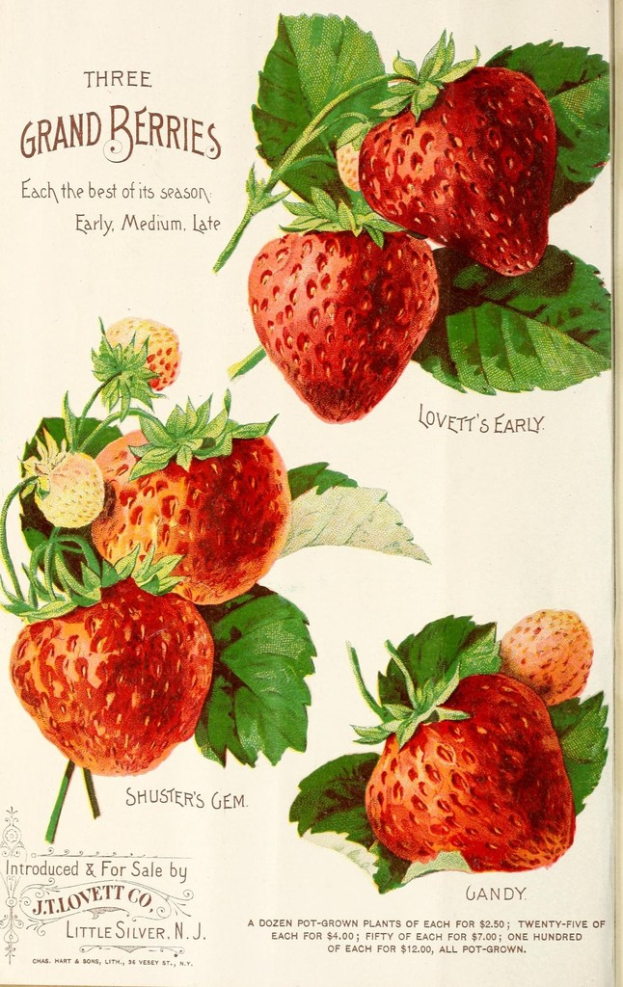 Eine Buchseite mit ein paar Erdbeeren und Bl√§ttern darauf, zusammen mit gedrucktem Text.