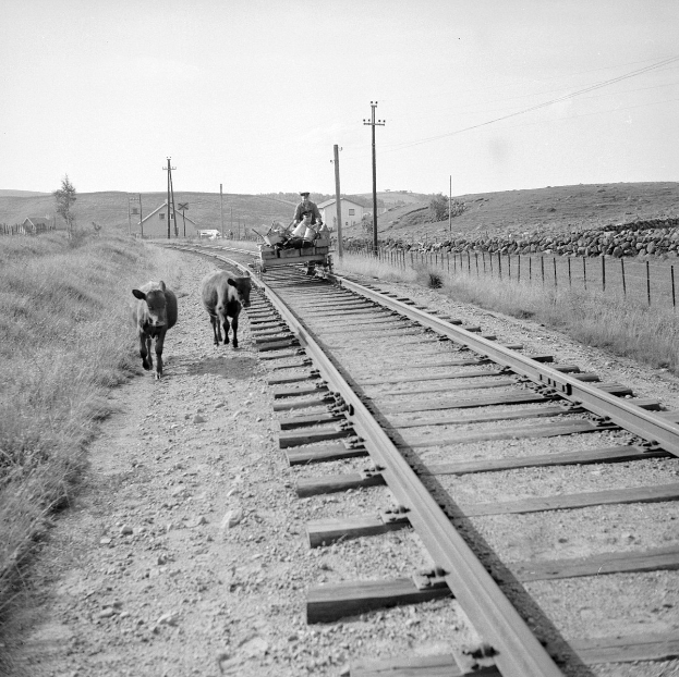 Schwarz-weiß-Foto von zwei Kühen, die auf den Bahngeleisen gehen, mit einer Person auf einem Fahrzeug im Vordergrund, Gras und einem Zaun auf beiden Seiten der Geleise und Häusern, Bäumen und Masten im Hintergrund unter dem Himmel.