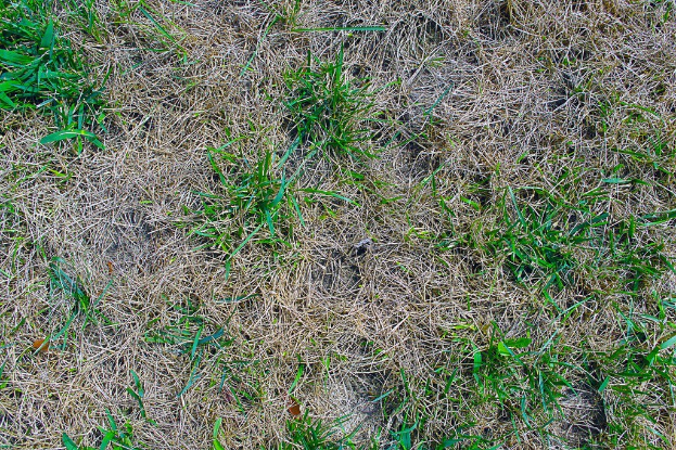 Eine Graslandschaft mit grünem Gras und verstreuter Vegetation.