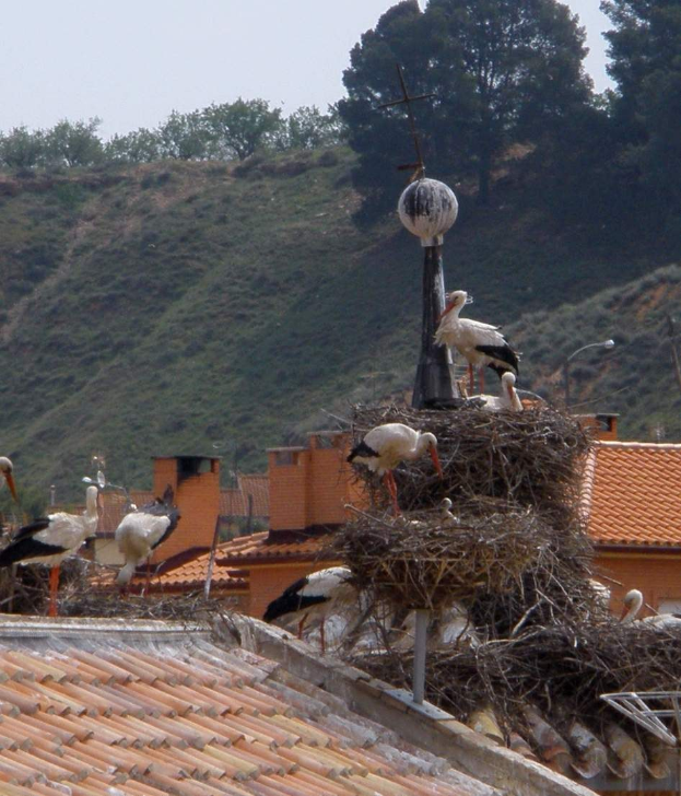 Eine Gruppe weißer Störche auf einem Dach mit einem Nest im Vordergrund, einem Hügel mit Bäumen im Hintergrund und Himmel darüber.