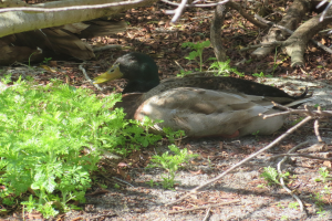 Eine Mallard-Ente liegt auf dem Boden neben einem Baum, umgeben von Pflanzen und Zweigen.
