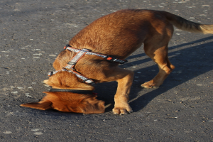 Ein brauner Hund mit einem Gürtel um den Hals schnüffelt am Boden auf einer Straße.