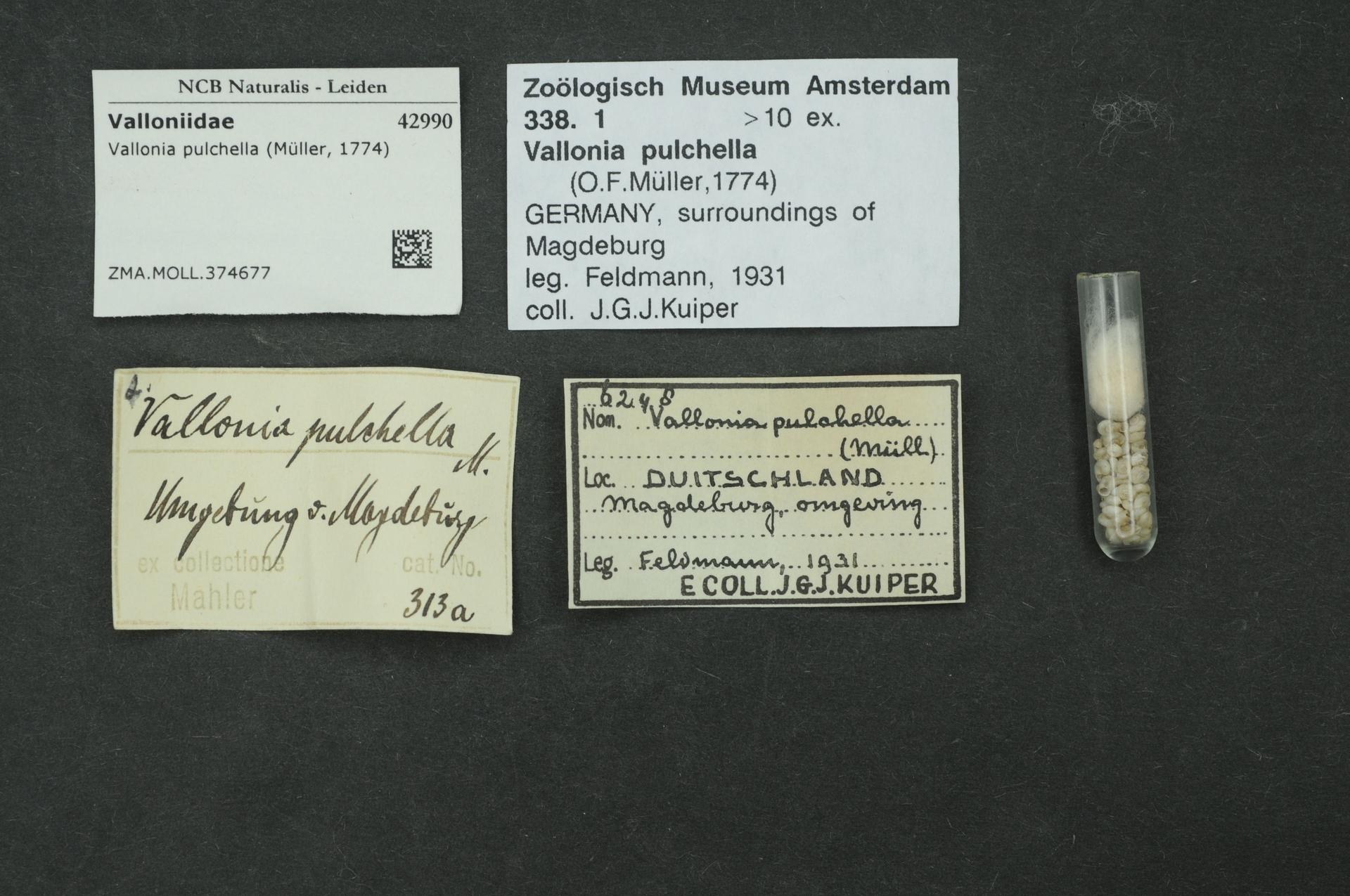 Eine schwarze Fläche mit einem kleinen Glasfläschchen, das mit weißen Pillen gefüllt ist, neben einem Stück Papier mit der Aufschrift "Vallonia Pulchella, F.F. Müller, Deutschland, Umgebung von Magdeburg, 1931".
