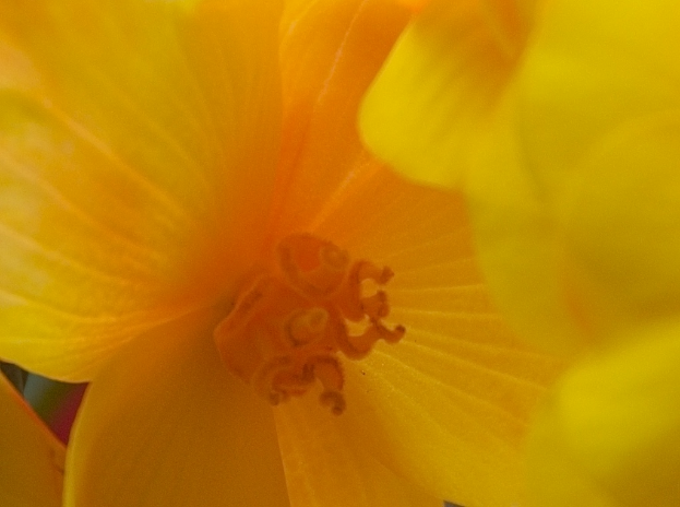 Ein Nahaufnahme von Blumen mit gelben Blütenblättern und sichtbaren Pollenkörnern in der Mitte.