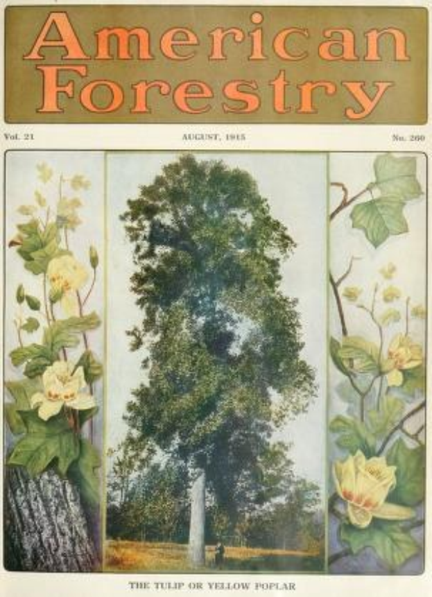 Titelbild von *American Forestry Magazine*, August 1915, mit leuchtenden Illustrationen von Bäumen, Blumen und Laub.