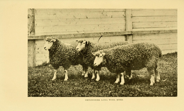 Drei Schafe nebeneinander auf einer grünen Wiese mit einem hölzernen Zaun dahinter und Text unten auf dem Bild.