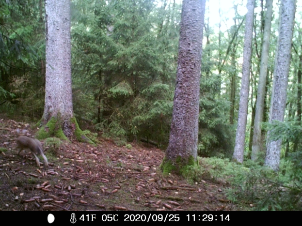Ein Reh, das durch einen bewaldeten Bereich auf einer Trailkamera läuft, umgeben von Bäumen, Pflanzen und trockenen Blättern, mit Text am unteren Bildrand.