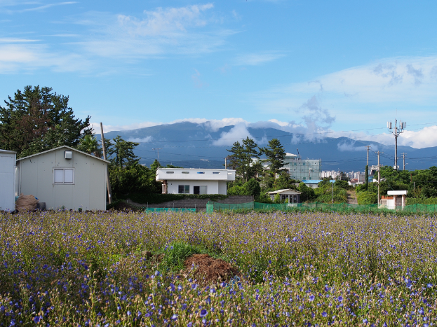 Eine Stadtansicht mit zahlreichen Gebäuden, Bäumen, einem Berg im Hintergrund, einem klaren Himmel, einem elektrischen Pfahl mit Drähten und Vegetation im Vordergrund.