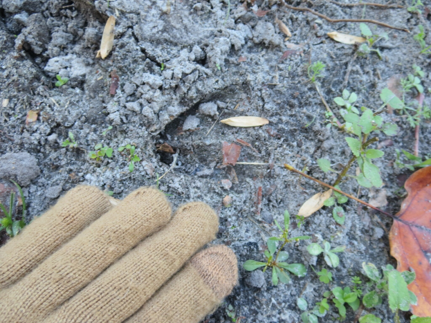 Paar Handschuhe auf der Erde neben kleinen Pflanzen, trockenen Blättern und Zweigen.