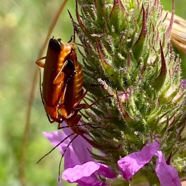 Zwei Kakerlaken beim Paarungsakt auf einer violetten Blume, mit unscharfem Hintergrund.