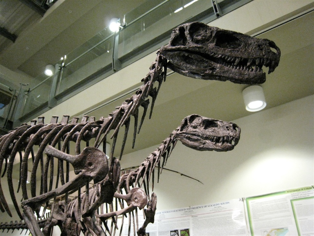 Zwei Skelette von Tyrannosaurus rex auf dem Boden einer Museumsvitrine, mit Plakaten an den Wänden, Lampen an der Decke und Glasgeländer um die Ausstellung.