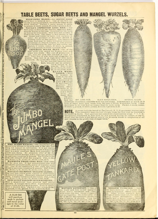 Ein aufgeschlagenes Buch mit einer ordentlichen Reihe leuchtender Gemüse, darunter Rote Beete, Zuckerrüben und Mangold, einige überlappend, mit deutlicher Schrift.