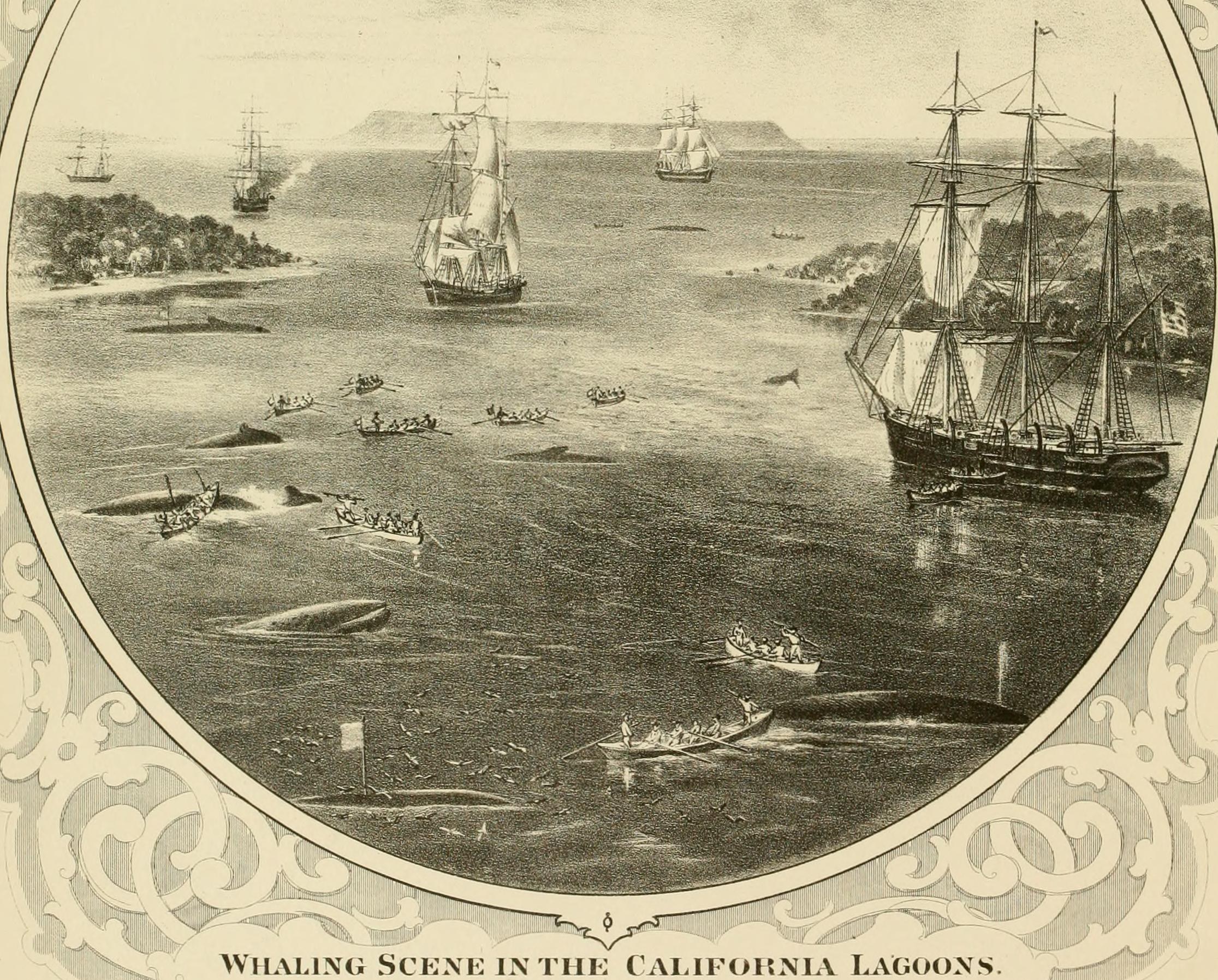 Plakat zeigt eine Walfangszene im California Lagoon mit Booten, Menschen, Bäumen, Hügeln und Text am unteren Rand.