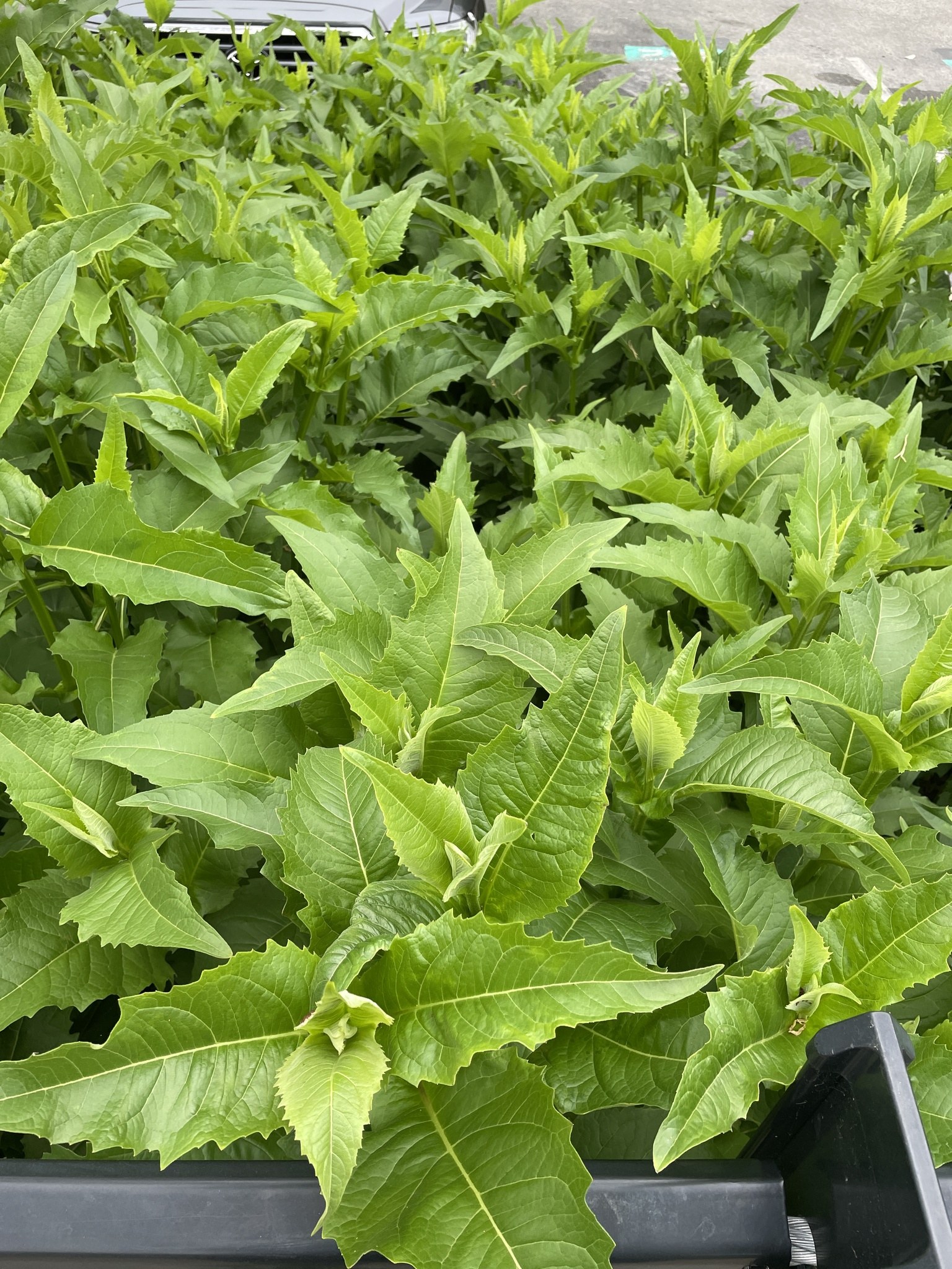 Ein Lastwagen mit grünen Tabakpflanzen beladen, ein Fahrzeug im Hintergrund und eine Straße unten.
