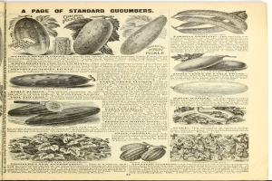 Ein aufgeschlagenes Buch mit verschiedenen Gemüsen, darunter Gurken, und entsprechenden Bildern und Text auf der Seite.