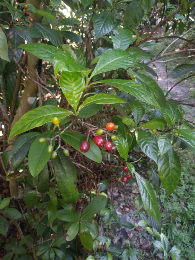 Ein Kaffeebaum mit grünen Blättern und leuchtend roten Kaffeebohnen, umgeben von trockenen Blättern auf dem Boden.