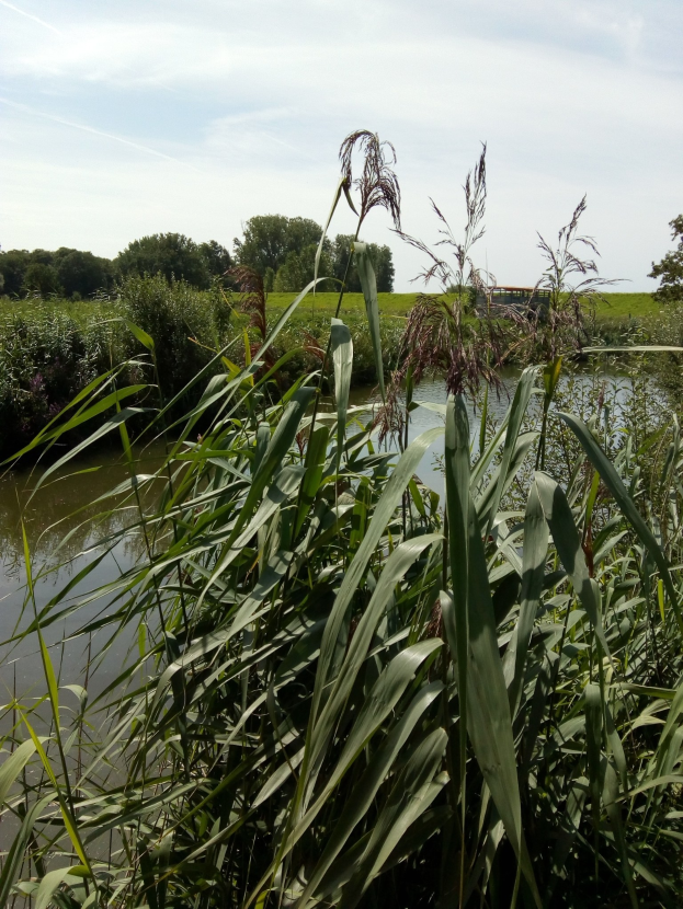 Ein friedlicher See, umgeben von hohem Gras und Bäumen, mit einem bewölkten Himmel, der sich in dem stillen Wasser spiegelt.