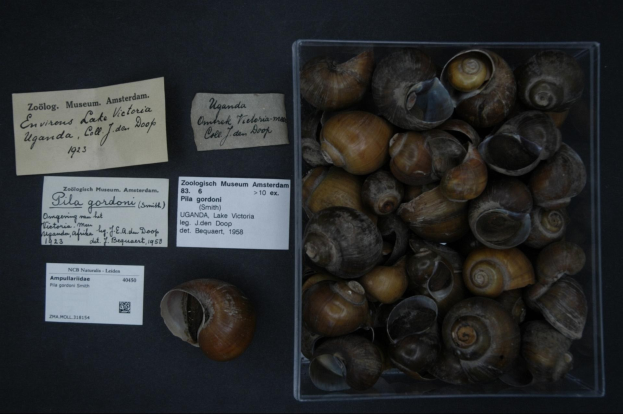 Eine Schachtel mit Schnecken auf einem Tisch mit zwei Papieren vom Zoologisch Museum in Amsterdam daneben.