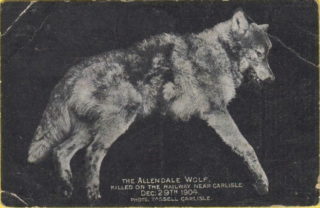 Schwarzes und weißes Foto eines Wolfs auf einem gelben Hintergrund mit der Unterschrift "Der Allendale Wolf auf der Bahnstrecke bei Carlisle getötet" darunter.