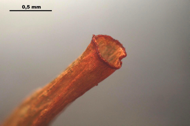 Ein Nahaufnahme eines kupferfarbenen Drahts mit einem kleinen, deutlich sichtbaren Loch und Text oben auf dem Bild.