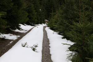 Ein schneebedeckter Pfad windet sich durch einen Wald, mit Bäumen zu beiden Seiten, und schafft eine friedliche Winterszene.