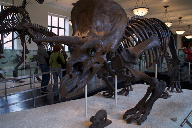 Eine Dinosaurier-Ausstellung in einem Museum mit einem Eisengeländer davor, zwei Personen daneben, einer weißen Wand mit Fenstern und Lampen oben.