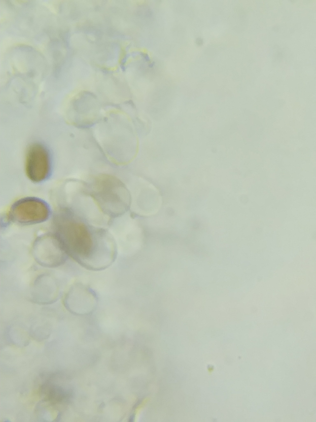 Nahaufnahme-Mikroskopbild kleiner gelber und weißer Sporozoen-Zellen auf einer weißen Oberfläche.