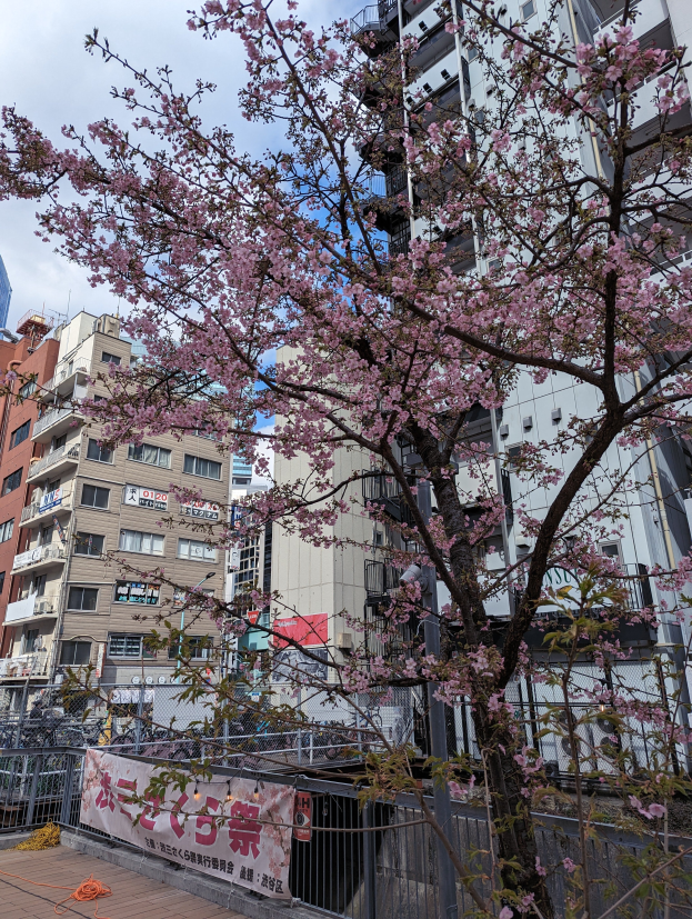 Ein Kirschblütenbaum steht in der Mitte einer Stadtstraße, umgeben von Gebäuden mit Fenstern, Geländern und einem Banner mit Text unter einem bewölkten Himmel.
