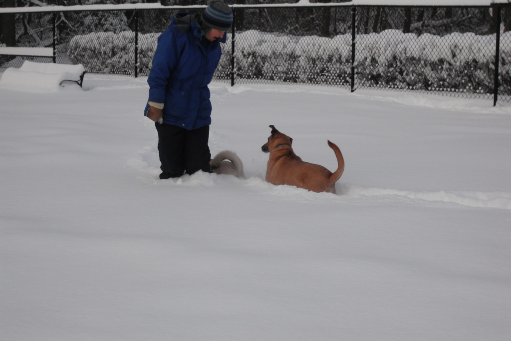 Eine Person in blauer Jacke und M√ľtze steht mit zwei Hunden in einem verschneiten Gebiet, mit einer schneebedeckten Bank links und einem Zaun mit Pflanzen im Hintergrund.