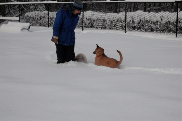 Eine Person in blauer Jacke und M√ľtze steht mit zwei Hunden in einem verschneiten Gebiet, mit einer schneebedeckten Bank links und einem Zaun mit Pflanzen im Hintergrund.
